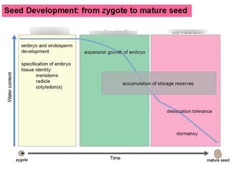 Seed Development 的图像结果
