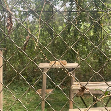 ENTEBBE ZOO (2025) All You Need to Know BEFORE You Go (with Photos ...