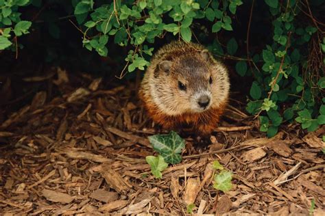 Groundhog vs Woodchuck: Difference and Comparison