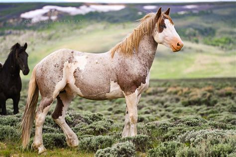 Pin by Daphne Headley on Horse Color Galore: Pattern Combinations ...