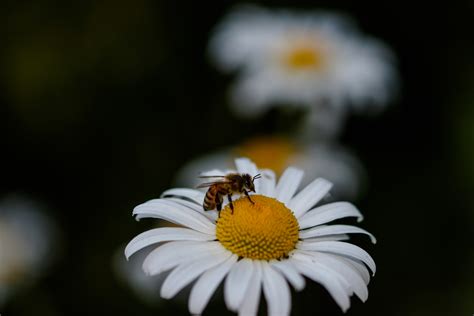 Minimum Depth Of Field Photography