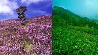 Videos of legendary Neelakurinji flowers | Neelakurinji Phenomenon
