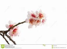 fiori di mandorla fiori di colore rosa dell albero di mandorla immagine fiori di mandorla fiori di colore rosa dell albero di mandorla immagine