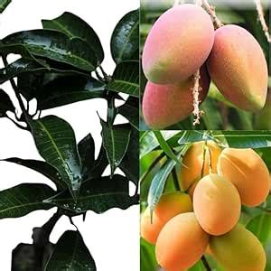 Hapus Ratnagiri Alphonso Mango Grafted Plant (1.5–2 Ft Height) | All ...
