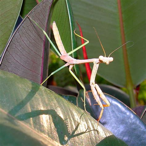 The Skinny On Me Week 9: A Picture is Worth a Thousand Words | Slim ...