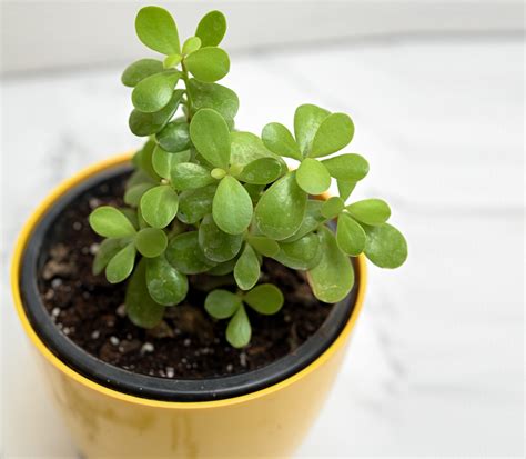 Jade Plant - Blooms n Bough Jade Plants for a thriving home and symbol of prosperity