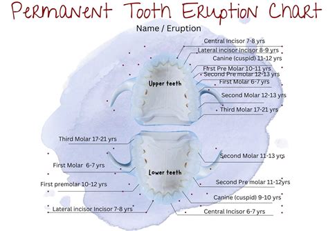 Tooth Eruption Chart & Timeline For Primary & Permanent Teeth