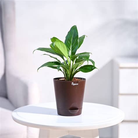 Buy the top-rated Peace Lily Plant online in India from Ugaoo