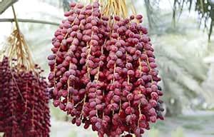 ABEFARIYA Arabian Khajoor Phoenix dactylifera Premium Medjool Date ...