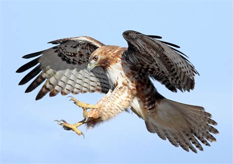 Image result for Hawk Traits