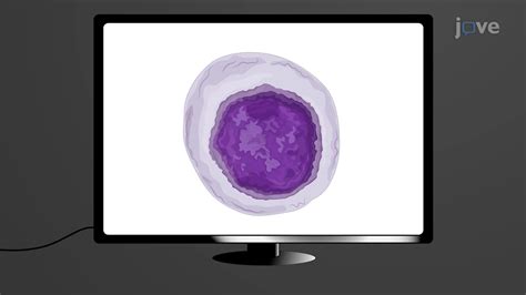 Vidéo: Imagerie de phase quantitative tridimensionnelle pour la caractérisation des sous-types ...