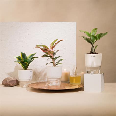 KYARI Aglaonema Lipstick-Zamia Green-Golden Hahnii Snake Combo of 3 ...