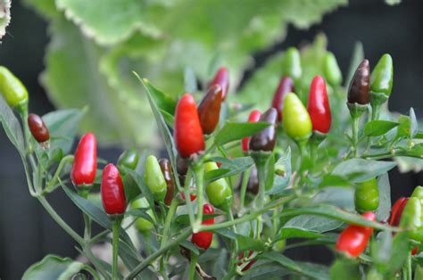 To become a Farmer- a poet’s view - Farmer Junction