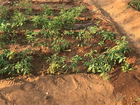 SR Engineering College Organic Farming