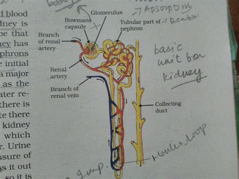 Label The Blood Vessels And Parts Of The Nephron By Selecting at Charli ...