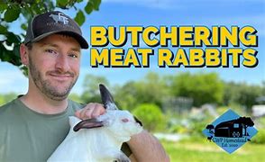 Image result for Butchering Meat Rabbits