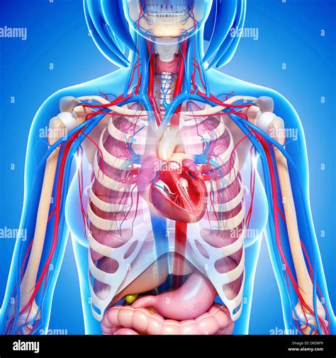 Chest Abdomen Definition at Enrique Branham blog