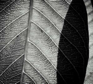 Devel In The Details | Artist: Avadhesh Malik Photographic Paper ...