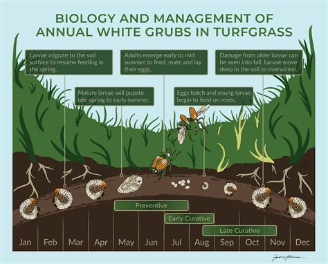 Grub Life Cycle