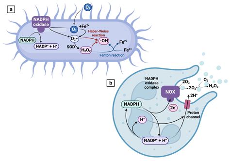 Oxidative Stress as an Underlying Mechanism of Bacteria-Inflicted Damage to Male Gametes