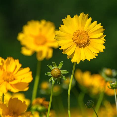 Coreopsis Grandiflora Tickseed