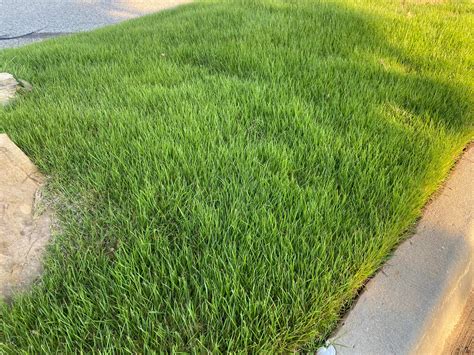 5 Steps to Confidently Care For a Zoysia Lawn in Oklahoma
