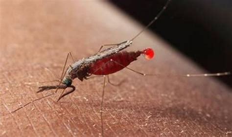蚊子吸血后的寿命：蚊子吸血后会死吗,吸饱血后会怎么样-昕薇网
