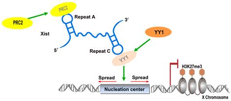 Image result for Non-Coding RNA Function