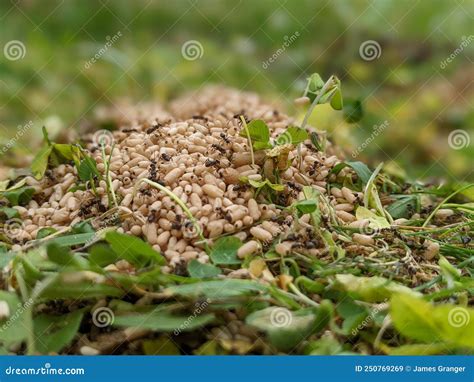 A Pile of Ants Eggs Pupae Lying in the Grass in the Garden Stock Image ...
