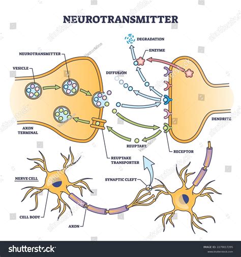 Synapse in Brain 的图像结果