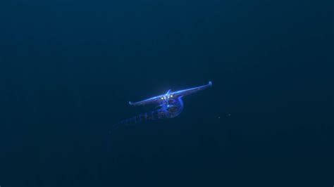 [100+] Leviathan Wallpapers | Wallpapers.com