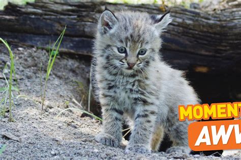Baby Bobcat Images