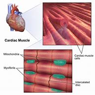 cardiomyocytes 的图像结果
