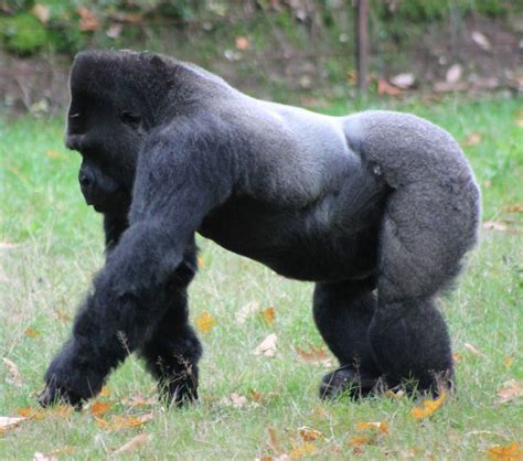 Largest Silverback Gorilla Ever