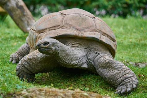 The World’s Oldest Living Land Animal Just Turned 192 - Animals Around ...