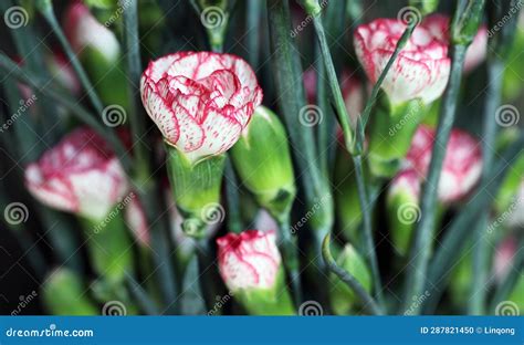 Partial Close Up Shot of a Bouquet of Carnation Flowers. Stock Photo ...