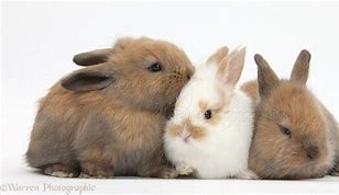 Image result for 3 Bunnies