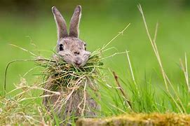 Image result for Rabbit Eating Garden