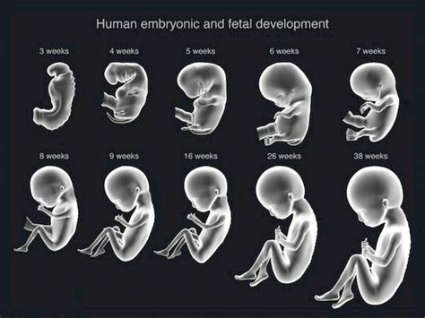 Stages Of The Fetus