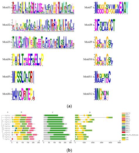Insights into the PYR/PYL/RCAR Gene Family in Pomegranates (Punica granatum L.): A Genome-Wide ... - family of pomegranate