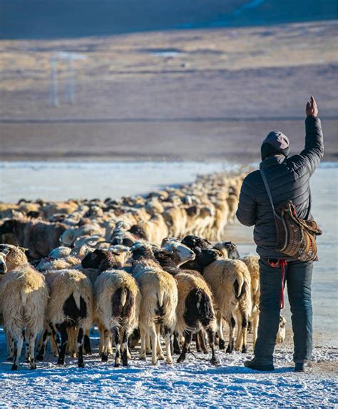 西藏：普莫雍错迎来冰上赶羊“盛宴”