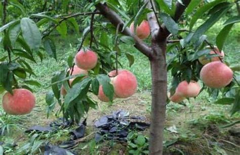 桃树花期至幼果期该不该浇水？为大家详细讲解|桃树|花芽|根系_新浪新闻