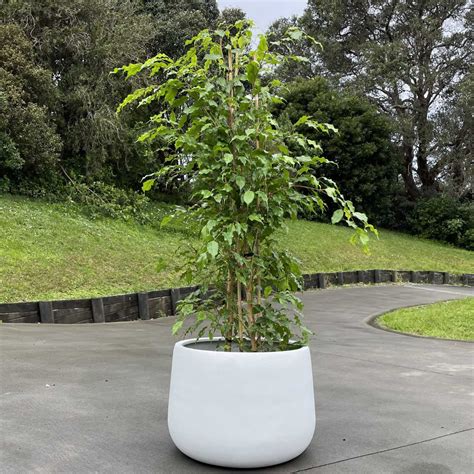 How To Pot Outdoor Plants | Storables