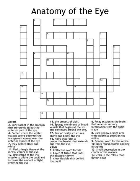 Anatomy of the Eye Crossword - WordMint