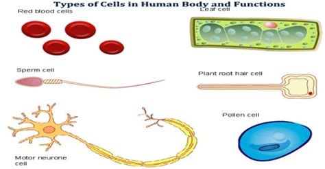 Image result for Human Cell Types and Functions