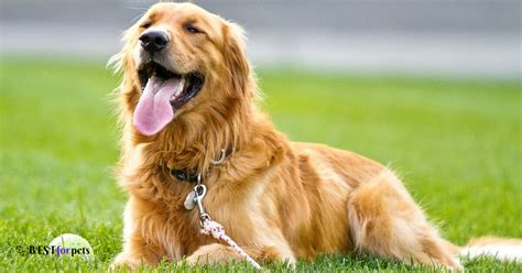 Cutest Dog Breeds - Best For Pets