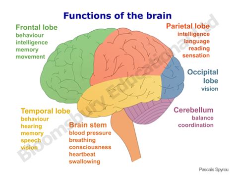 Bildergebnis für brain regions and functions