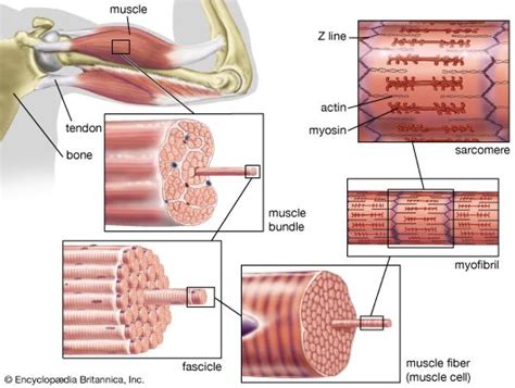 Image result for Muscle Fiber Z-Line