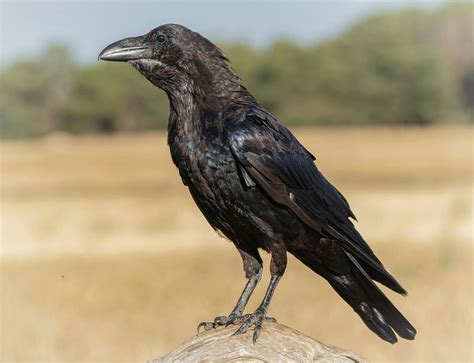 Spirit Animal Raven Meaning - Symbolism And Spiritual Significance