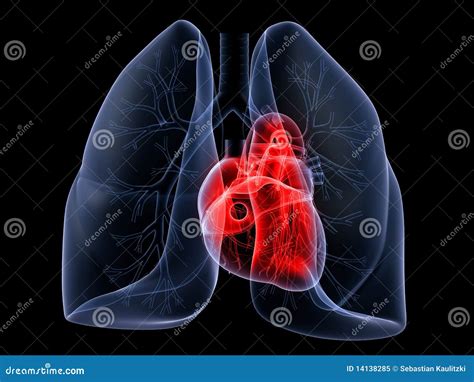 Lung and heart stock illustration. Illustration of heart - 14138285